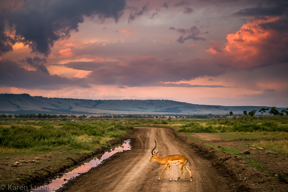 Antelope crossing an African road just after a large thunder storm