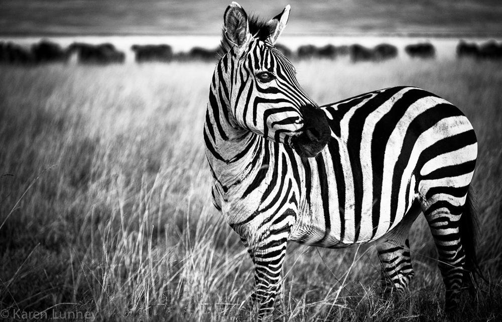 Lone zebra and wildebeest in the background  Ngorongoro Crater